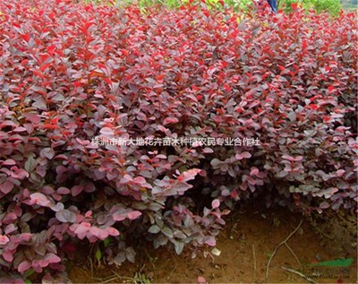 株洲市新大地花卉苗木種植農(nóng)民專業(yè)合作社