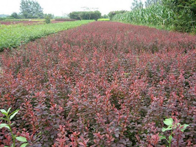 青州永勝苗木花卉 紅葉小檗 花卉苗木 種植基地批發(fā)價格優(yōu)惠