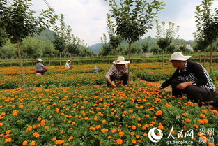 貴州那么多鄉(xiāng)鎮(zhèn),世界500強(qiáng)企業(yè)為什么偏偏選擇官倉(cāng)