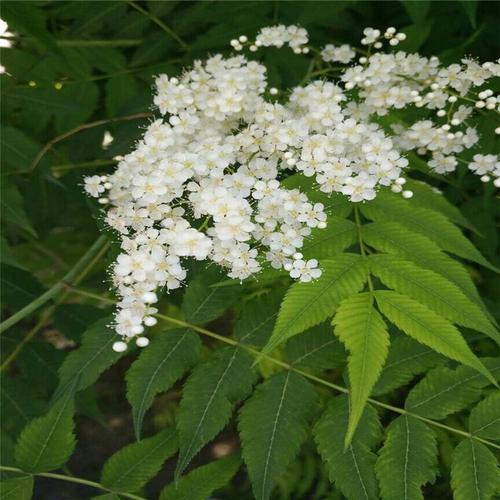 基地批發(fā)珍珠梅樹苗盆栽地栽噴雪花庭院別墅綠化苗木觀賞花卉植物