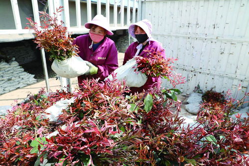 花卉苗木銷售進入旺季