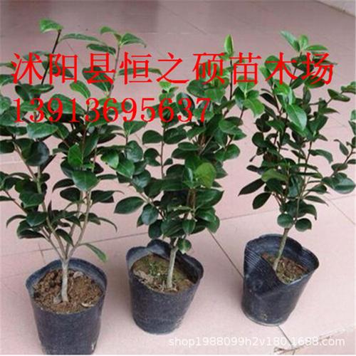 基地批發(fā) 綠色庭院花卉植物 山茶 茶花樹苗 綠化苗木基地供應(yīng)