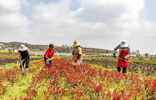 經(jīng)濟(jì) 花卉苗木管護(hù)忙