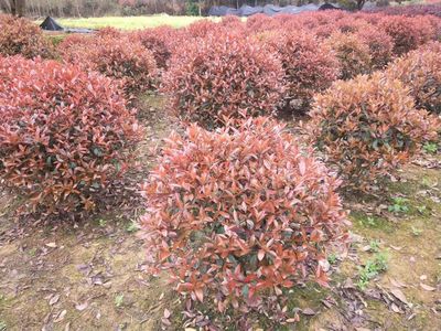 紅葉石楠-紅葉石楠小苗,紅葉石楠價(jià)格-萬景苗木紅葉石楠基地