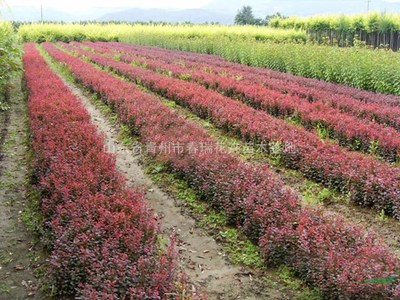 青州紅葉小檗|山東紅葉小檗|青州紫葉小檗|山東紅葉小檗工程苗