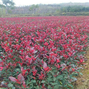 陜西紅葉石楠苗木花卉,紅葉石楠小苗