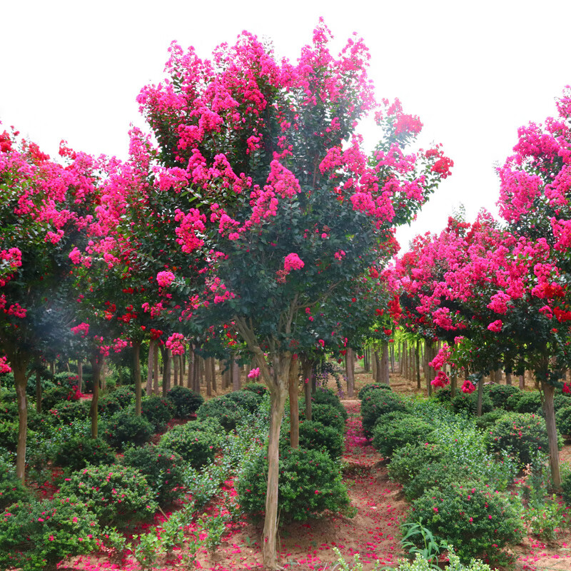 儂律花園 紅花紫薇樹(shù)苗 百日紅 花卉 苗木 景觀(guān)樹(shù) 庭院.