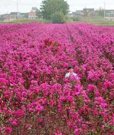 宜興市秋陽(yáng)花卉苗木種植專(zhuān)業(yè)合作社