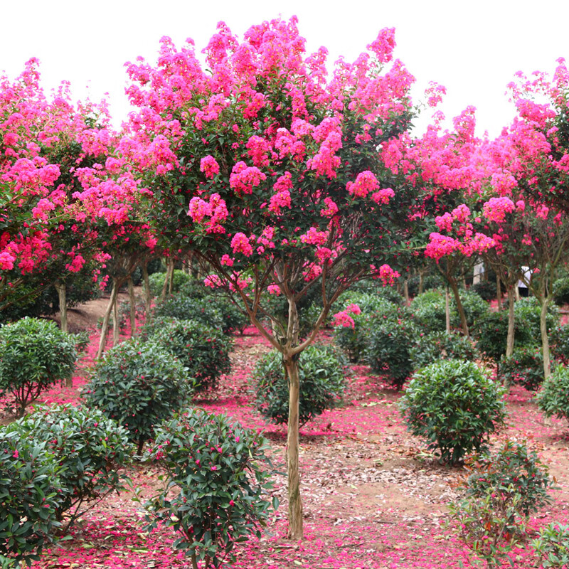 儂律花園 紅花紫薇樹(shù)苗 百日紅 花卉 苗木 景觀(guān)樹(shù) 庭院.