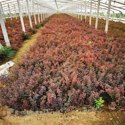 花卉租擺 工廠綠化工程 各種綠化苗木 花卉基地直銷–